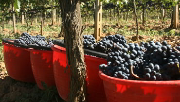 Stort udvalg af Brunello 2016